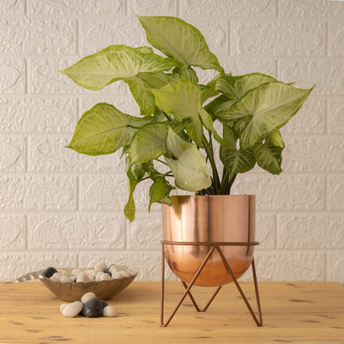 Zig Zag Rose Gold Planter (Pack of 1)