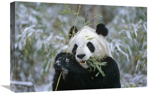 Global Gallery GCS-452301-1624-142 16 x 24 in. Giant Panda Eating Bamb