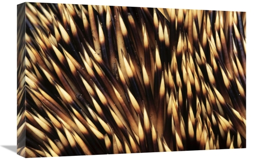 Global Gallery GCS-395574-1624-142 16 x 24 in. Brown-Breasted Hedgehog