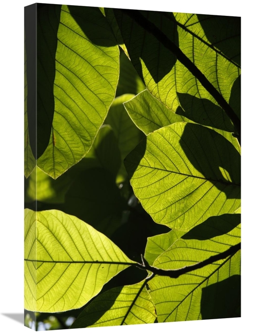 Global Gallery GCS-397731-1624-142 16 x 24 in. Rainforest Leaves Showi