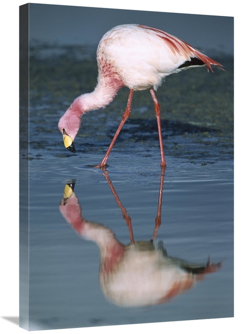Global Gallery GCS-451648-2030-142 20 x 30 in. Puna Flamingo Feeding i