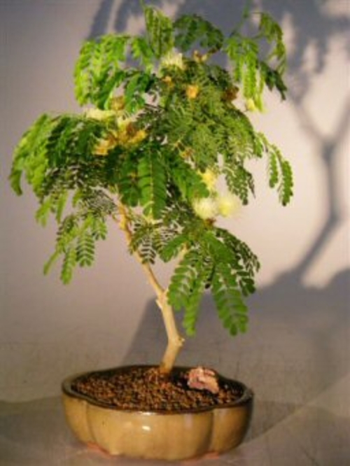 Flowering Brazilian Raintree Bonsai Tree - Medium (pithecellobium