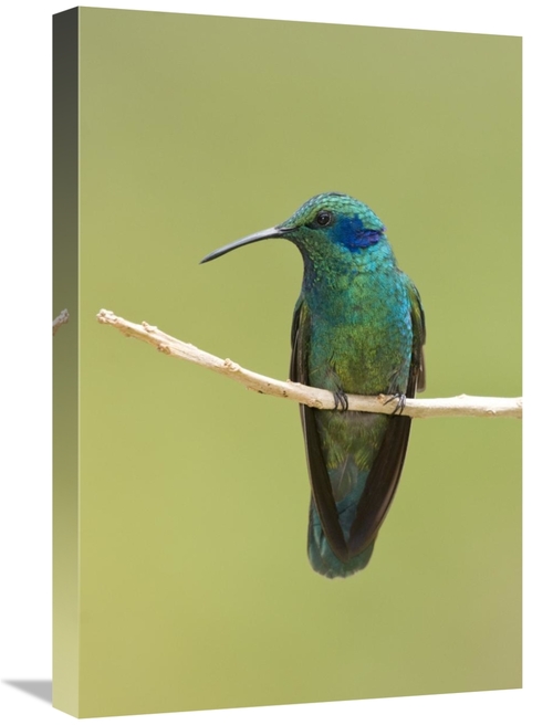 Global Gallery GCS-397309-1624-142 16 x 24 in. Green Violet-Ear Hummin