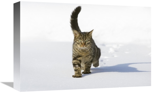 Global Gallery GCS-452579-1218-142 12 x 18 in. House Cat Male Walking 
