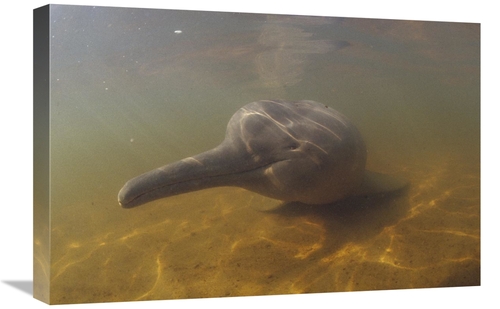 Global Gallery GCS-450675-1624-142 16 x 24 in. Amazon River Dolphin&#4