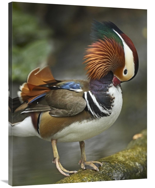 Global Gallery GCS-396467-3040-142 30 x 40 in. Mandarin Duck Male Pree