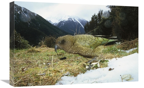 Global Gallery GCS-451066-1624-142 16 x 24 in. Kea Parrot in Alpine Sc