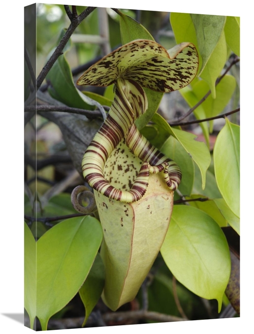Global Gallery GCS-397552-1624-142 16 x 24 in. Pitcher Plant Pitcher&#