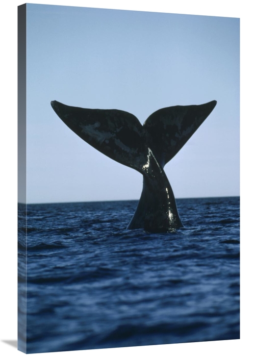 Global Gallery GCS-450655-2436-142 24 x 36 in. Southern Right Whale Ta