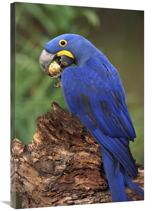 Global Gallery GCS-453127-2436-142 24 x 36 in. Hyacinth Macaw Eating P