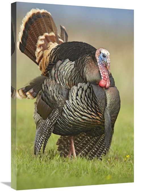 Global Gallery GCS-396851-2030-142 20 x 30 in. Wild Turkey Male in Cor