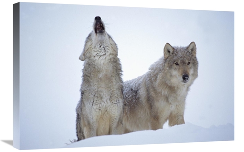 Global Gallery GCS-396793-2030-142 20 x 30 in. Timber Wolves Close-Up 