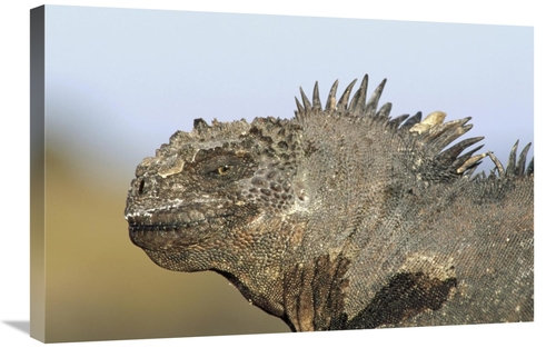 Global Gallery GCS-451056-2030-142 20 x 30 in. Marine Iguana Male,