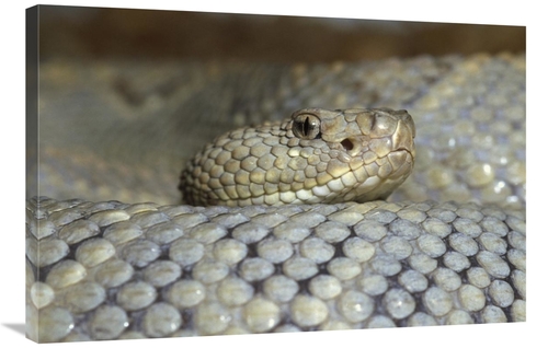 Global Gallery GCS-395756-2436-142 24 x 36 in. Aruba Rattlesnake Portr