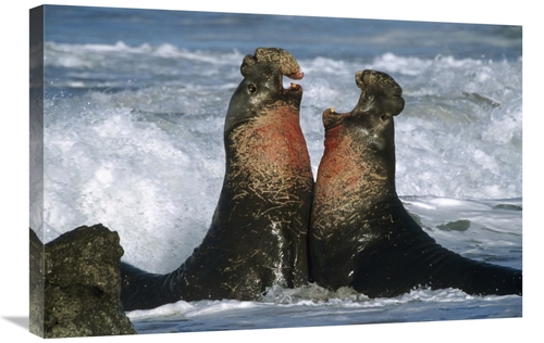 Global Gallery GCS-396459-2030-142 20 x 30 in. Northern Elephant Seal 