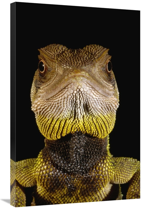 Global Gallery GCS-453197-2436-142 24 x 36 in. Bocourts Dwarf Iguana P