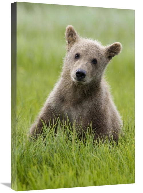 Global Gallery GCS-395455-2030-142 20 x 30 in. Grizzly Bear Yearling C