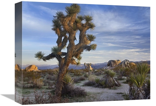 Global Gallery GCS-396325-1216-142 12 x 16 in. Joshua Tree, Joshua