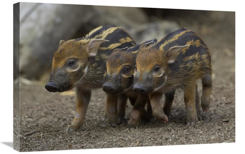 Global Gallery GCS-450899-2030-142 20 x 30 in. Red River Hog Piglet Tr