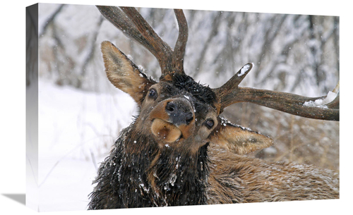 Global Gallery GCS-486411-22-142 22 in. Puzzled Bull Elk Art Print - V