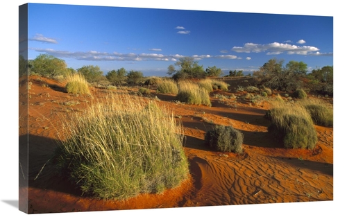 Global Gallery GCS-452564-2030-142 20 x 30 in. Spinifex Grass Growing 