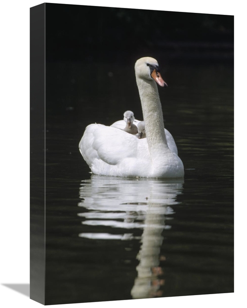 Global Gallery GCS-452490-1218-142 12 x 18 in. Mute Swan Parent with C