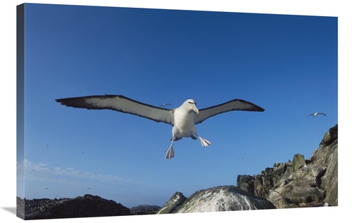 Global Gallery GCS-451678-2436-142 24 x 36 in. Salvins Albatross Retur