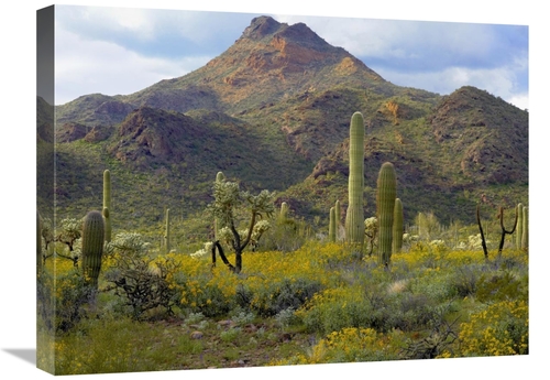 Global Gallery GCS-395935-1824-142 18 x 24 in. Saguaro & Teddybear Cho