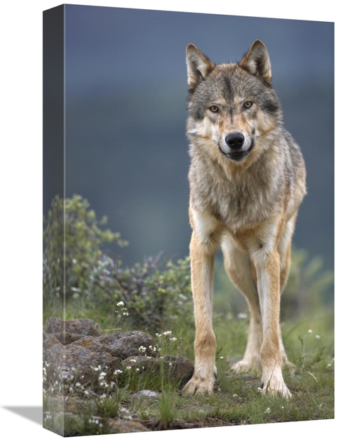 Global Gallery GCS-395965-1218-142 12 x 18 in. Gray Wolf North America