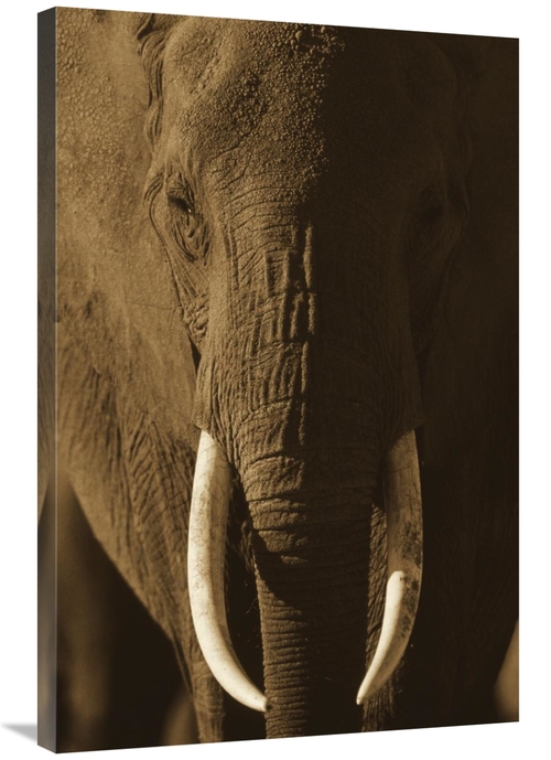 Global Gallery GCS-395920-2436-142 24 x 36 in. African Elephant Male P