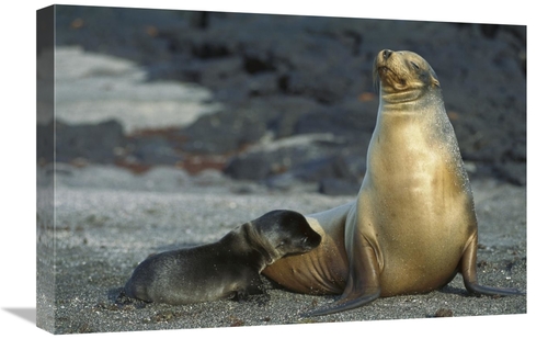 Global Gallery GCS-451757-1624-142 16 x 24 in. Galapagos Sea Lion Moth