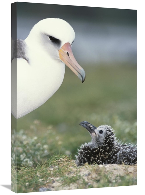 Global Gallery GCS-451556-2030-142 20 x 30 in. Laysan Albatross Parent