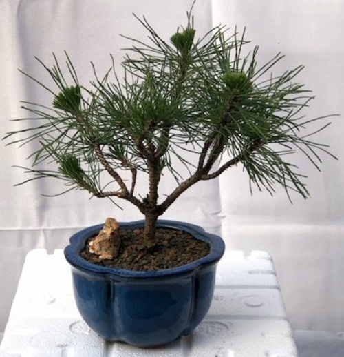 Mugo Pine Bonsai Tree - Small (pinus mugo 'valley cushion')