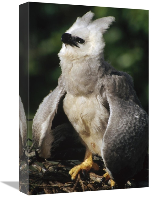 Global Gallery GCS-451209-1218-142 12 x 18 in. Harpy Eagle Juvenile in