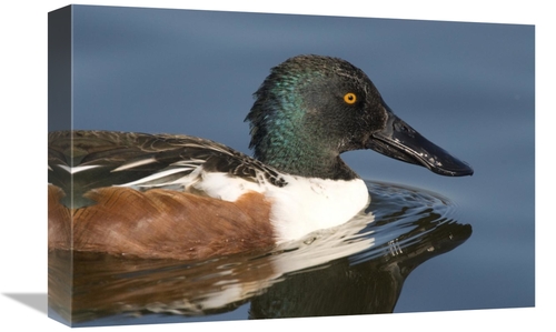 Global Gallery GCS-397395-1218-142 12 x 18 in. Northern Shoveler Male 
