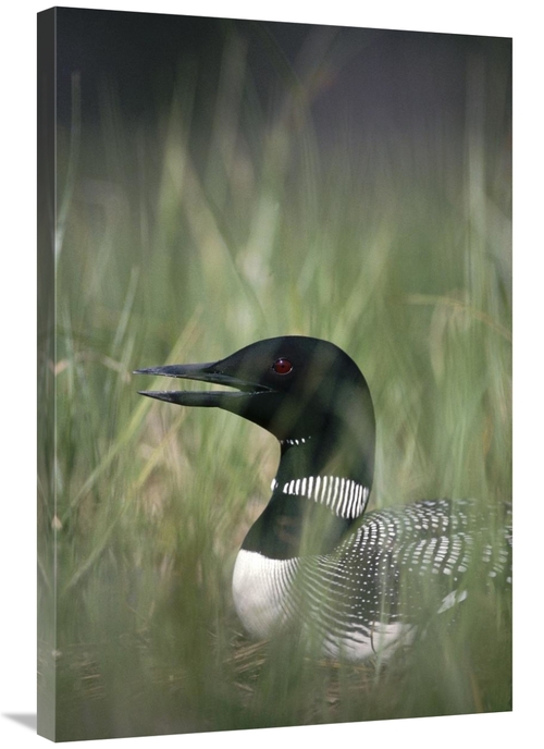 Global Gallery GCS-451859-2436-142 24 x 36 in. Common Loon Incubating 