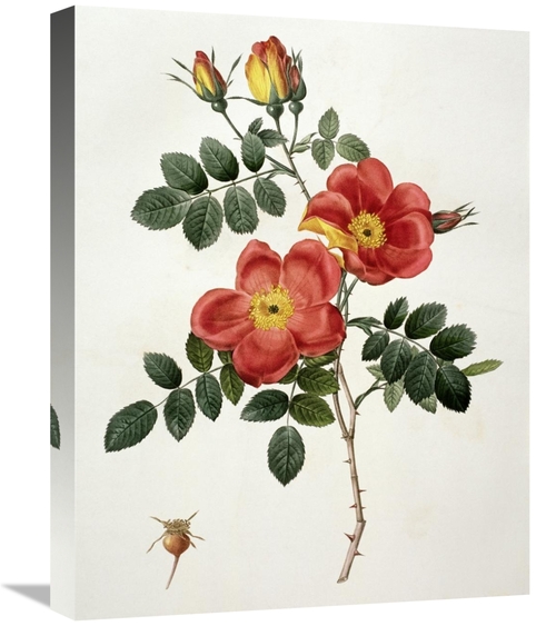 Global Gallery GCS-279564-22-142 22 in. Rosa Eglanteria - Punicea Art 