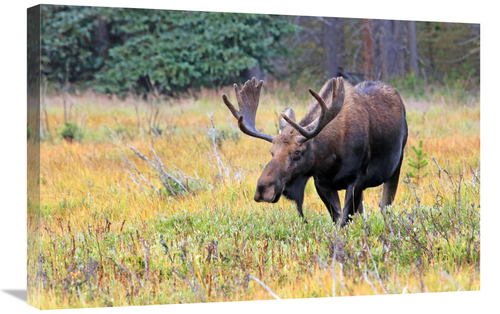 Global Gallery GCS-486506-30-142 30 in. Bull Moose Art Print - Vic Sch