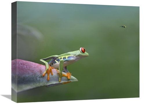 Global Gallery GCS-452186-1620-142 16 x 20 in. Red-Eyed Tree Frog Eyei