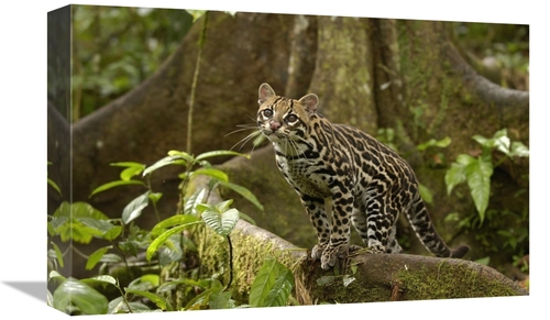 Global Gallery GCS-453160-1218-142 12 x 18 in. Ocelot Standing on Butt