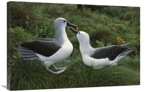 Global Gallery GCS-451791-2436-142 24 x 36 in. Yellow-Nosed Albatross 