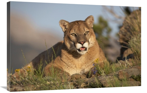 Global Gallery GCS-396077-2436-142 24 x 36 in. Mountain Lion Portrait&