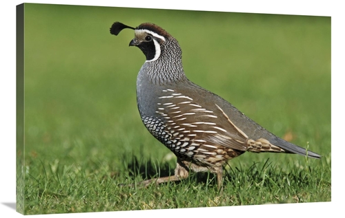 Global Gallery GCS-397453-2436-142 24 x 36 in. California Quail Male&#