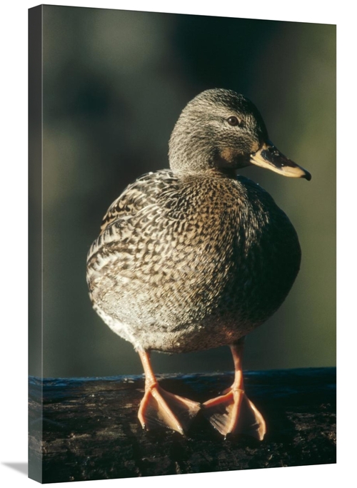 Global Gallery GCS-396096-2030-142 20 x 30 in. Mallard Female Portrait