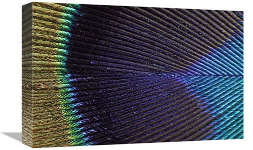 Global Gallery GCS-398001-1218-142 12 x 18 in. Peacock Feather Art Pri