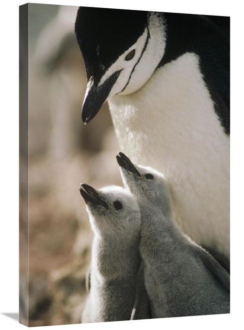 Global Gallery GCS-395656-2030-142 20 x 30 in. Chinstrap Penguin Bowin