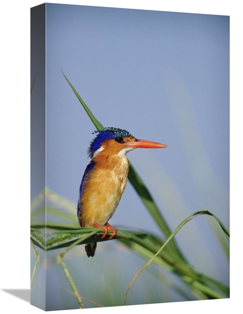Global Gallery GCS-396208-1218-142 12 x 18 in. Malachite Kingfisher Pe