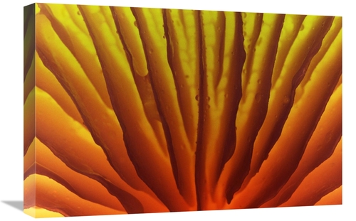 Global Gallery GCS-398298-1624-142 16 x 24 in. Porcelain Mushroom or P