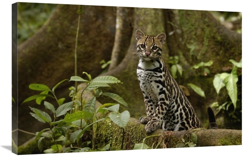 Global Gallery GCS-453161-2436-142 24 x 36 in. Ocelot Standing on Butt