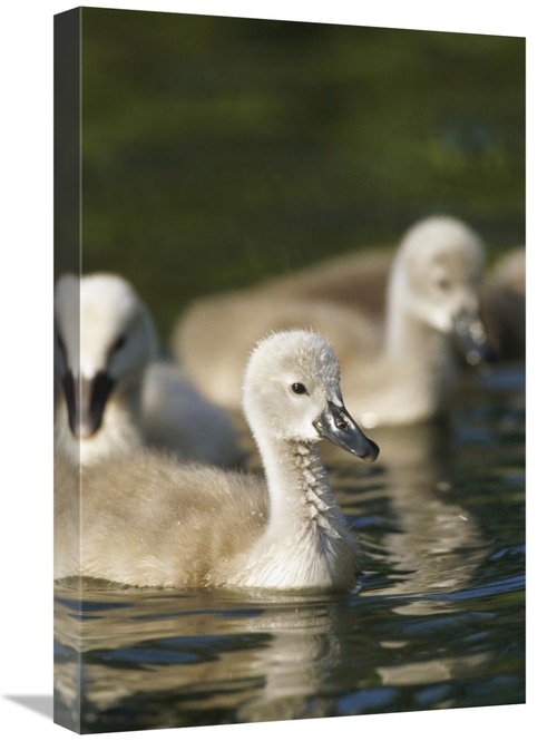 Global Gallery GCS-398481-1624-142 16 x 24 in. Mute Swan Cygnets Swimm